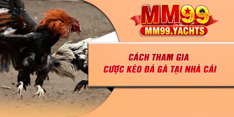 Cách tham gia cược kèo đá gà tại nhà cái