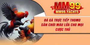 Đá Gà Trực Tiếp Thomo – Sân Chơi Máu Lửa Cho Mọi Cược Thủ
