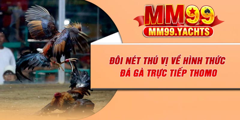 Đôi nét thú vị về hình thức đá gà trực tiếp Thomo