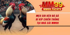 Mẹo Soi Kèo Đá Gà – Bí Kíp Chiến Thắng Tại Nhà Cái MM99