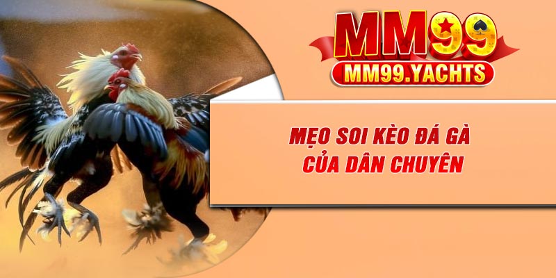 Mẹo soi kèo đá gà của dân chuyên