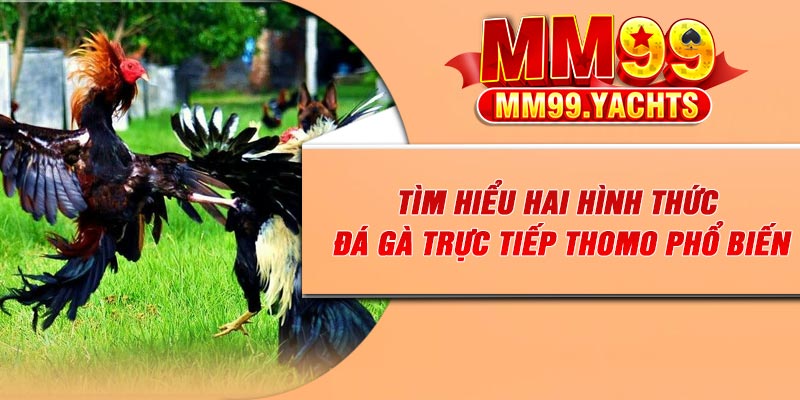 Tìm hiểu hai hình thức đá gà trực tiếp Thomo phổ biến