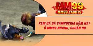 Xem Đá Gà Campuchia Hôm Nay Ở MM99 Nhanh, Chuẩn Hd